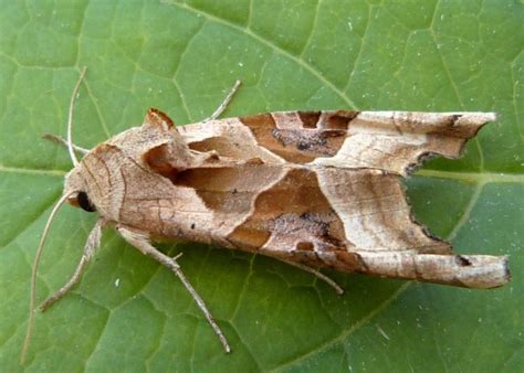 Angle Shades Moth Identification Life Cycle Facts And Pictures