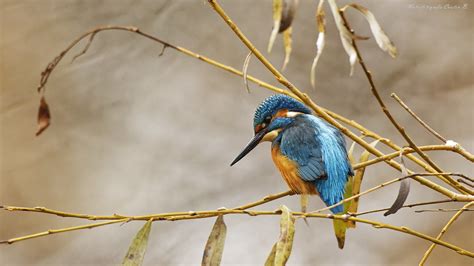 Eisvogel Kingfisher Alcedo Atthis Carsten Bahnsen Flickr