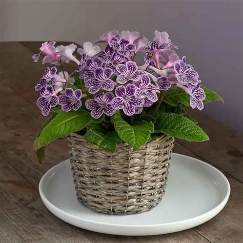 18 Best Indoor Plants For Coffee Table | Gardenoid