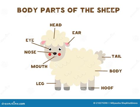 Anatomy Of Sheep Body Parts