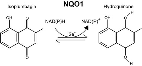 Discovery Of Isoplumbagin As A Novel NQO1 Substrate And Anti Cancer