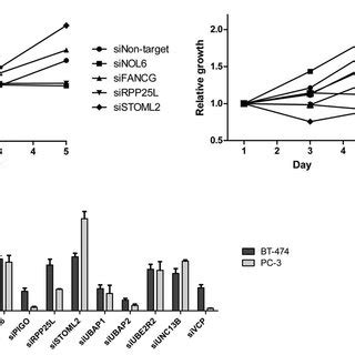 Effect Of SiRNA Downregulation Of 9p13 3 Gene Expression On Cell