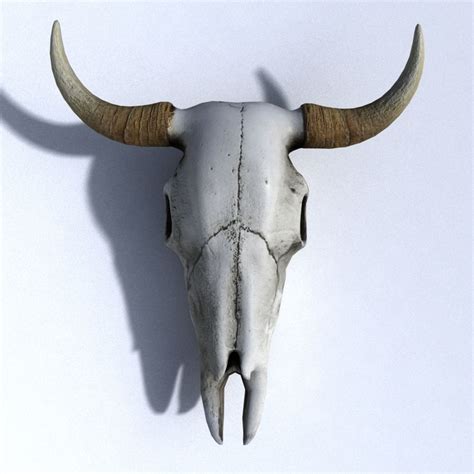 Cow Skull 3D Model 14 Fbx Obj Ma Free3D