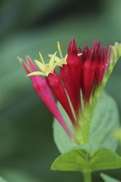 Characteristic of Indian Paintbrush Flower | Garden Design Ideas