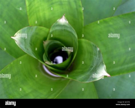 Vriesea Imperialis Rubra Hi Res Stock Photography And Images Alamy