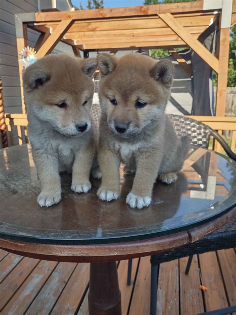 Shiba Inu (Shiba) Puppies For Sale