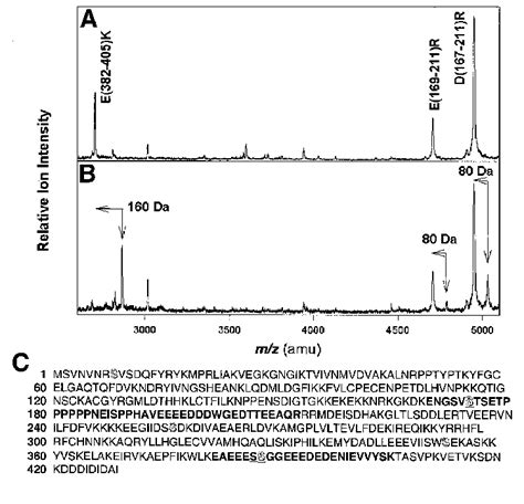 Maldi Tof Mass Spectra Of Tryptic Peptides Of Unphosphorylated And