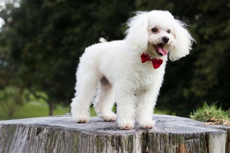 7 Amazing Poodle Facts You Won’t Have Heard Before