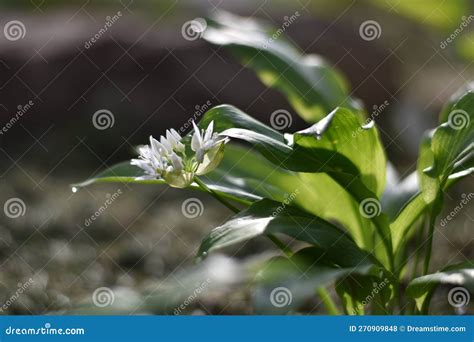 Blooming Wild Garlic Allium Ursinum In Spring Stock Photo Image Of