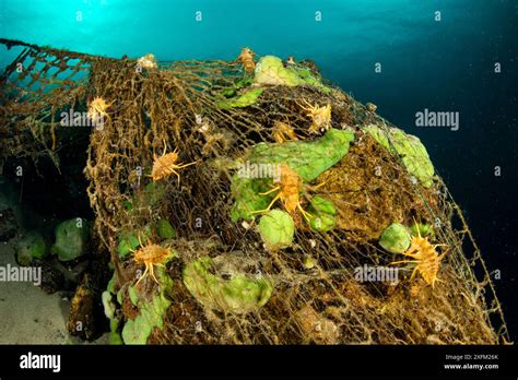 Freshwater isopod (Acanthogammarus victorii) trapped in a fishing net ... 