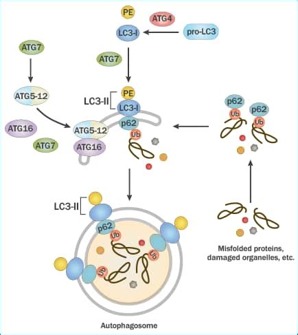 FAQs – LC3 and Autophagy