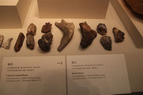 Paleolithic Charred Animal Bones Zhoukoudian 1958 Nation Flickr