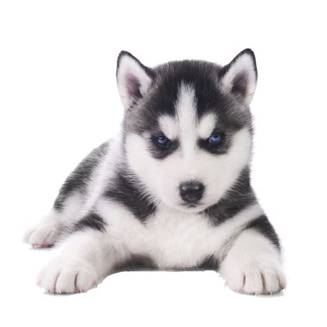 Husky Png Transparent Image Download Size 1000x1000px