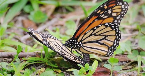 Mating Monarch Butterflies By Stocksy Contributor Maryanne Gobble