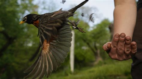 New atlas of bird migration shows extraordinary journeys – WABE