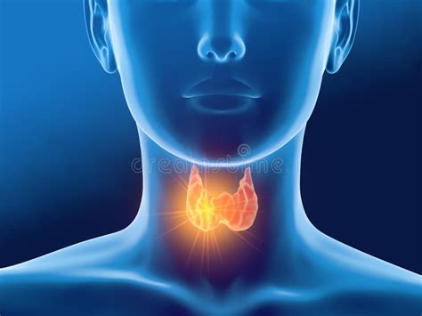 Thyroid Gland Of A Woman Medically 3d Illustration On Blue Background