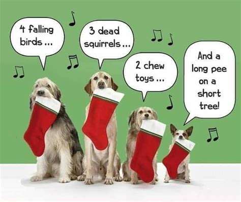 Pin By Deb Jay On Dog Gone Good Christmas Quotes Funny Christmas