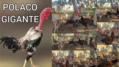 Crian O De Polaco Gigante Youtube