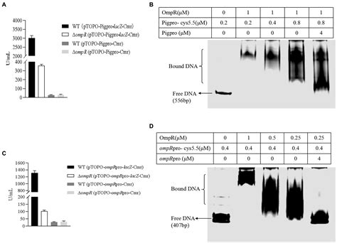 Frontiers Transcriptional Factor Ompr Positively Regulates