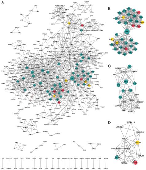 Ppi Network Of Identified Degs Constructed Using Cytoscape Software