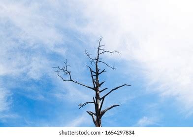 Haggard Tree Beautiful Sky Background Stock Photo 1138647866 Shutterstock