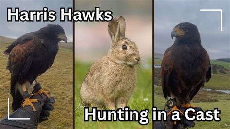 Harris Hawks Determined To Catch Rabbits Falconry In Scotland Youtube