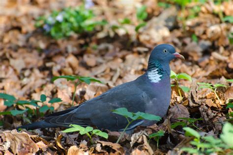 Common Wood Pigeons 101 Physical Characteristics Habitat Behavior