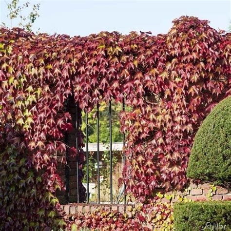 Schnellwachsende Kletterpflanzen Bieten Viele Vorteile Hier Im Garten