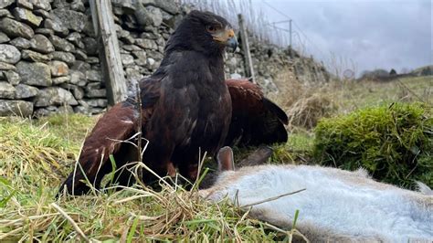 Catching Rabbits With Good Habits Harris Hawk Hunting Youtube