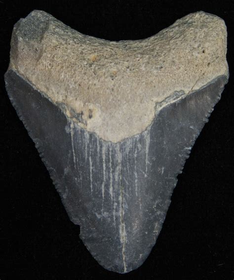 Bargain 191 Bone Valley Megalodon Tooth 11095 For Sale