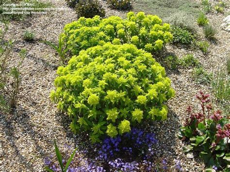 PlantFiles Pictures Euphorbia Species Cushion Spurge Euphorbia