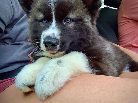 Agouti And White Siberian Husky