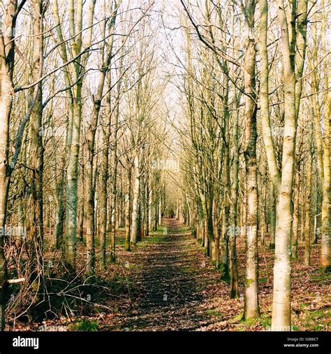 Path Through The Woods Stock Photo Alamy