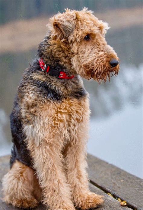 A Brown And Black Dog Sitting On Top Of A Wooden Dock