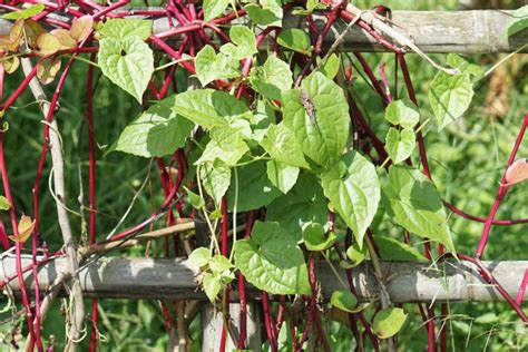 How To Grow And Care For Malabar Spinach