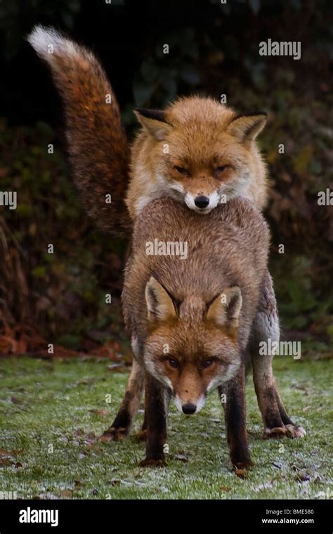 Mating Foxes Kent Garden United Kingdom Wildlife Wild Animals Fox Stock