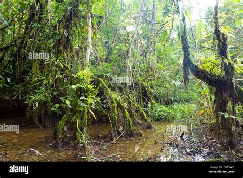 Interior del Pantano bosque cerca de la orilla de un río amazónico en