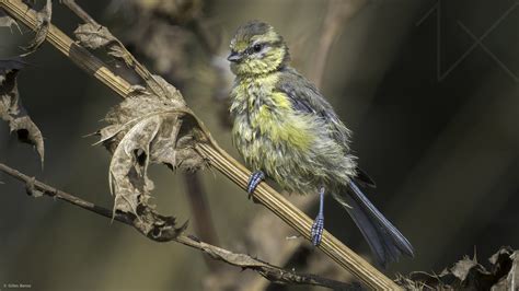 Mésange ébouriffée by Gilles Benso