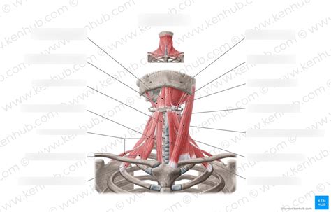 Anterior neck muscles (pictures) Diagram | Quizlet