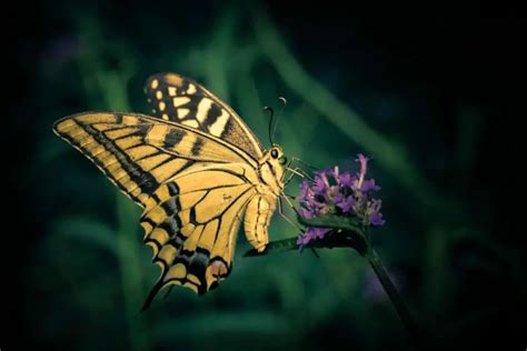 Yellow Butterfly Spiritual Meaning Luciding Dream Dictionary