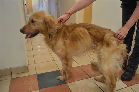 Severely Malnourished Dog Improving Gaining Weight