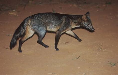 Crab Eating Fox Cerdocyon Thous Carnivora