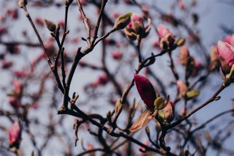 Magnolia tree blossom 2 - freestocks.org - Free stock photo