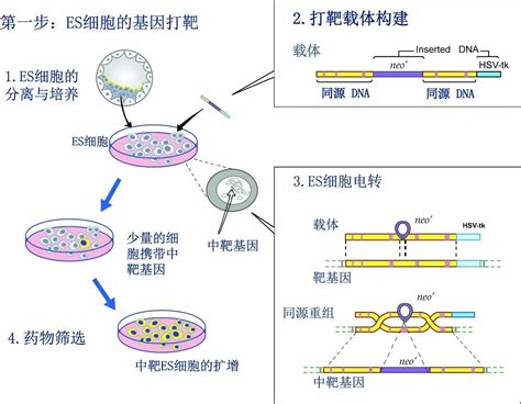 基因组定点编辑技术es细胞打靶技术和crisprcas9系统的技术路线？南模生物