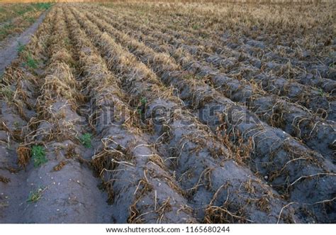 Potato Field Drought Weather Summer 2018 Stock Photo 1165680244