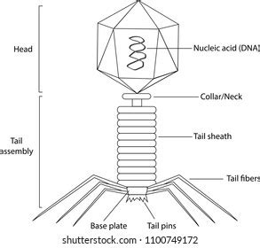 Structure Bacteriophage Stock Vector Royalty Free