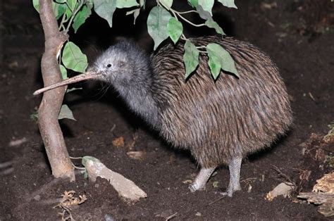 History And Cultural Significance Of The Kiwi Bird | Earth Life