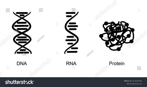 Molecular Biology Icon Concept Dna Rna Stock Vector Royalty Free