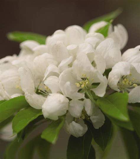 Malus Spring Snow Spring Snow Crabapple from Prides Corner Farms