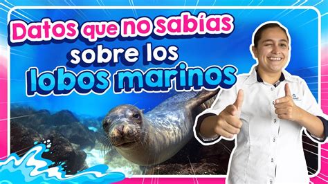 Datos Curiosos Sobre Los Lobos Marinos L Delphinus Youtube